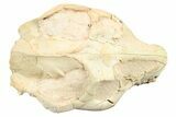 Fossil Oreodont (Leptauchenia) Skull - South Dakota #263493-6